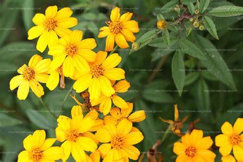 萬壽菊禁忌|【食材介紹】高CP值的入門款萬用香草「芳香萬壽菊。